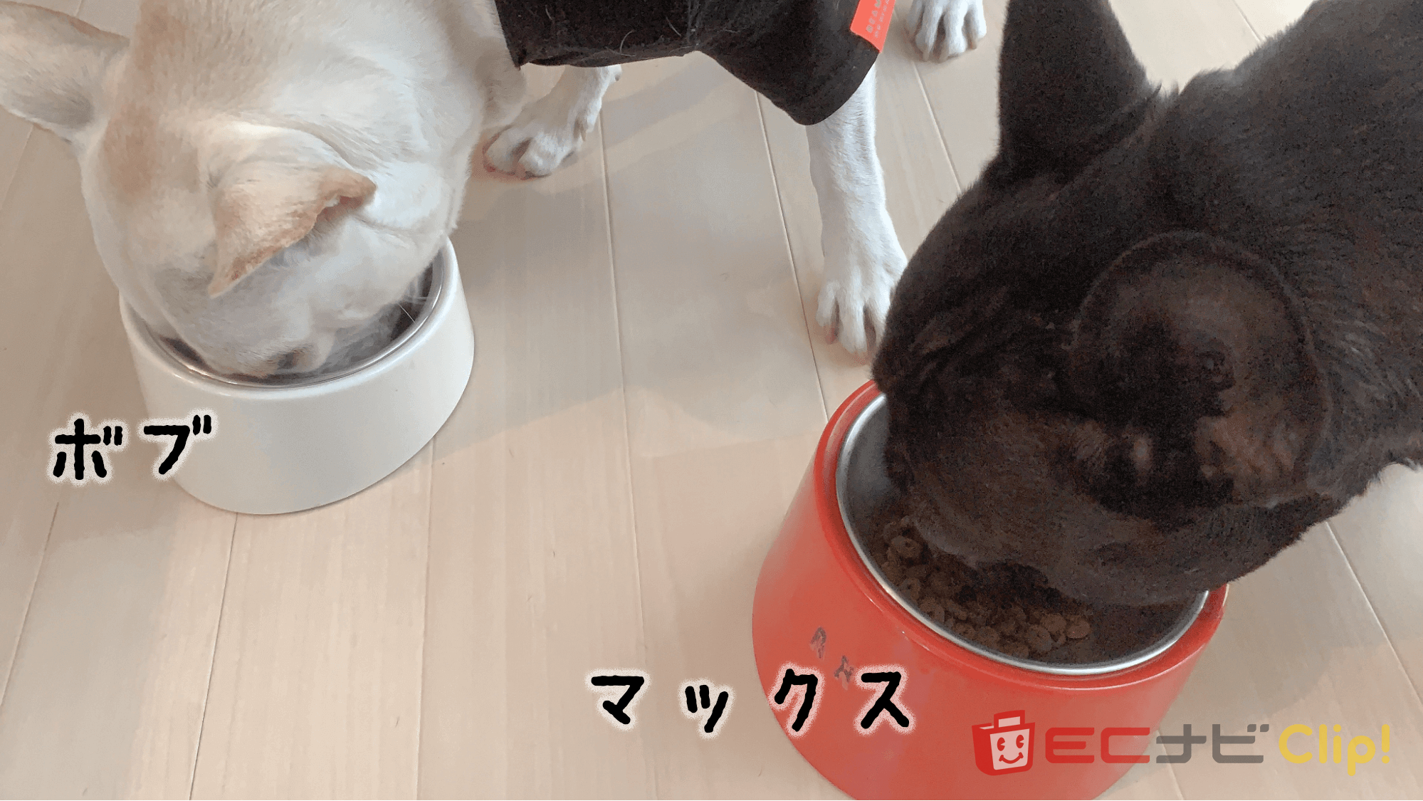 ドッグフードを食べている2匹の犬